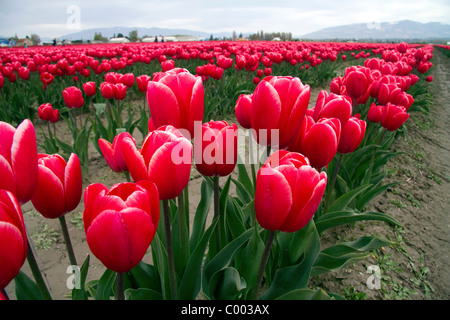 Schaugarten der Frühjahrsblüher Tulpen im Skagit Valley, Washington, USA. Stockfoto