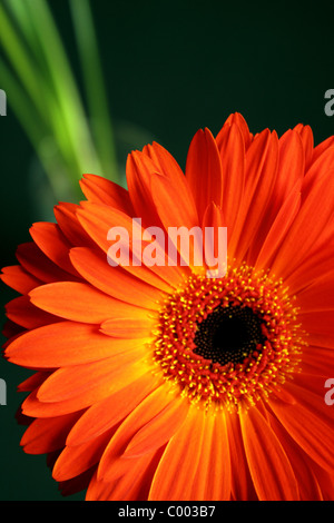 Roten Gerber Daisy Blume Schuss Porträt hautnah auf einem schwarzen Hintergrund Stockfoto