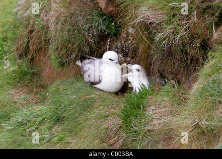 Nördlichen Fulmar, Fulmarus Cyclopoida, Procellariidae, Procellariiformes. Paar, Frau sitzen auf Nest, Klippen in der Nähe von später Bucht, Stockfoto