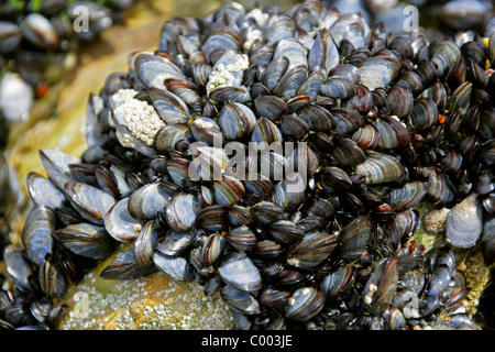 Muscheln, Mytilus Edulis, blau Mytilidae, Seepocken, Mollusken, in der Intertidal Zone in Cornwall, England. Stockfoto