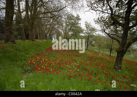 Tulipa-Hybriden, Feld, Tulipa, Tulpen, Tulpen, Feld, Insel Mainau, Insel, Deutschland, Deutschland Stockfoto