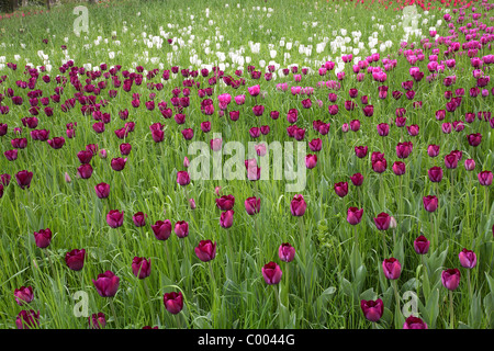 Tulipa-Hybriden, Feld, Tulipa, Tulpen, Tulpen, Feld, Insel Mainau, Insel, Deutschland, Deutschland Stockfoto