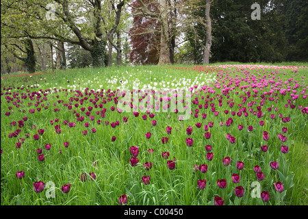 Tulipa-Hybriden, Feld, Tulipa, Tulpen, Tulpen, Feld, Insel Mainau, Insel, Deutschland, Deutschland Stockfoto