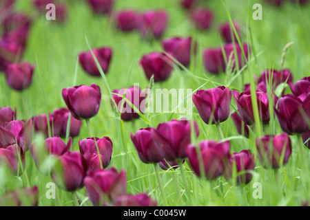 Tulipa-Hybriden, Feld, Tulipa, Tulpen, Tulpen, Feld, Insel Mainau, Insel, Deutschland, Deutschland Stockfoto