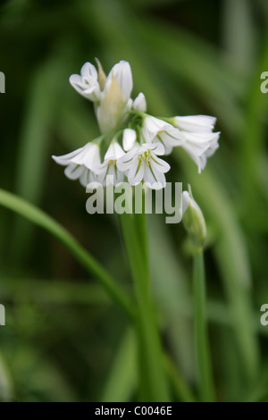 Dreieckigen Lauch, abgewinkelt, Zwiebel, Zwiebel Unkraut oder Three-cornered Knoblauch, Allium Triquetrum Affodillgewächse. Cornwall, England, UK. Stockfoto