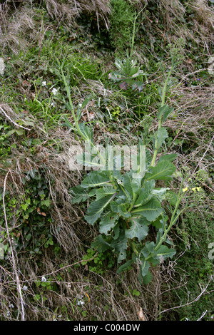 Wildes Kraut, Brassica Oleracea, Brassicaceae. Wächst am unteren Rand ein Sea Cliff, Cornwall, England, UK. Britische wilde Blume. Stockfoto