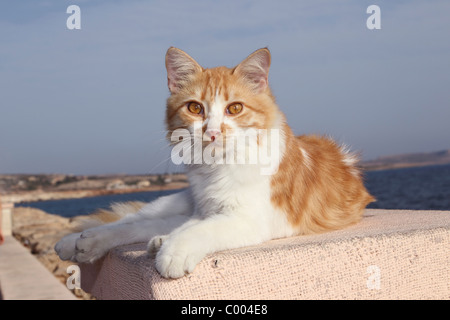 Hauskatze. Roten und weißen Erwachsenen Ying an Wand Stockfoto