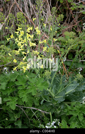 Wildes Kraut, Brassica Oleracea, Brassicaceae. Wächst am unteren Rand ein Sea Cliff, Cornwall, England, UK. Britische wilde Blume. Stockfoto