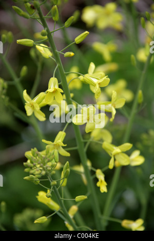 Wildes Kraut, Brassica Oleracea, Brassicaceae. Wächst am unteren Rand ein Sea Cliff, Cornwall, England, UK. Britische wilde Blume. Stockfoto