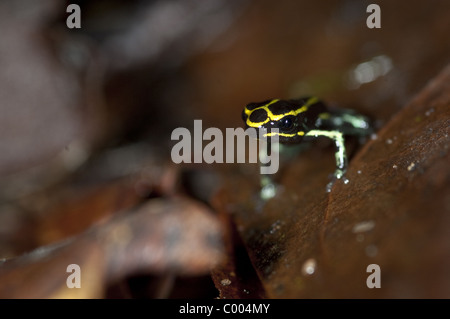 Frösche und Kröten im Amazonas haben in den letzten Jahren tun, um eine tödliche und ansteckende Virus drastisch zurückgegangen. Stockfoto