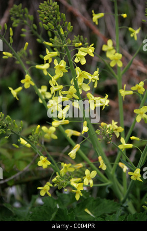 Wildes Kraut, Brassica Oleracea, Brassicaceae. Wächst am unteren Rand ein Sea Cliff, Cornwall, England, UK. Britische wilde Blume. Stockfoto