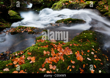 Stürzenden Wasser der Allt Goirtean ein Chladaich am westlichen Ufer des Loch Linnhe. Stockfoto