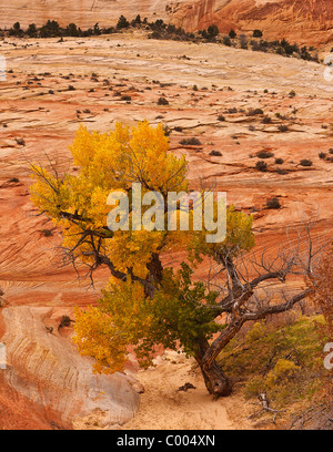 Ein einsamer Cottonwood in Spitzenzeiten Fallfarbe in Trockenwäsche, Zion Nationalpark, Utah, USA. Stockfoto