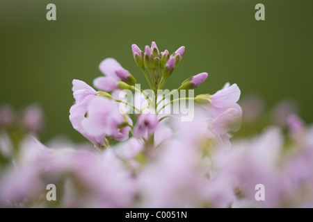 Wiesen-Schaumkraut, Cardamine Pratensis, Lady's Smock, Deutschland, Deutschland Stockfoto