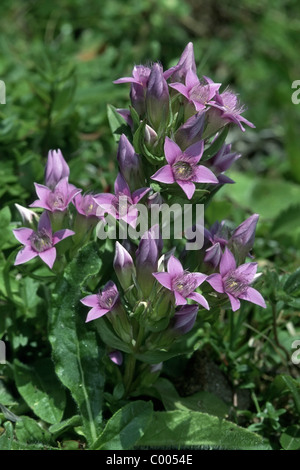 Deutscher Enzian, Gentianella Germanica, deutscher Enzian, Piora Alpenpark, Tessin, Schweiz, Schweiz Stockfoto