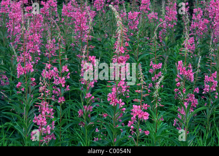 Stauden-Feuerkraut, Wald-Weidenroeschen, Epilobium Angustifolium, gemeinsame Weidenröschen Haines Road, Alaska, USA Stockfoto