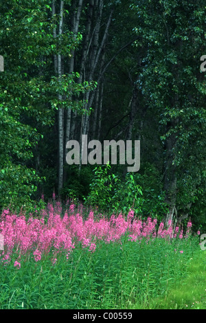 Stauden-Feuerkraut, Wald-Weidenroeschen, Epilobium Angustifolium, gemeinsame Weidenröschen Haines Road, Alaska, USA Stockfoto