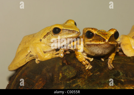 zwei goldene Laubfrösche / Polypedates Leucomystax Stockfoto