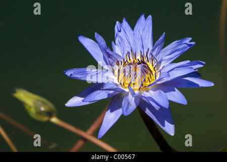 Seerose, Nymphaea SP., Seerose, Deutschland, Deutschland Stockfoto