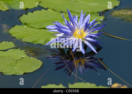 Seerose, Nymphaea SP., Seerose, Deutschland, Deutschland Stockfoto