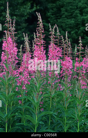 Stauden-Feuerkraut, Wald-Weidenroeschen, Epilobium Angustifolium, gemeinsame Weidenröschen Haines Road, Alaska, USA Stockfoto