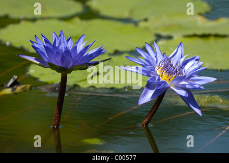 Seerose, Nymphaea SP., Seerose, Deutschland, Deutschland Stockfoto