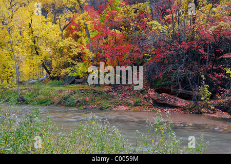 Pappeln und großen Zahn Ahornbäume in Spitzenzeiten Fallfarbe entlang des Virgin Rivers, Zion Canyon, Zion Nationalpark, Utah, USA. Stockfoto