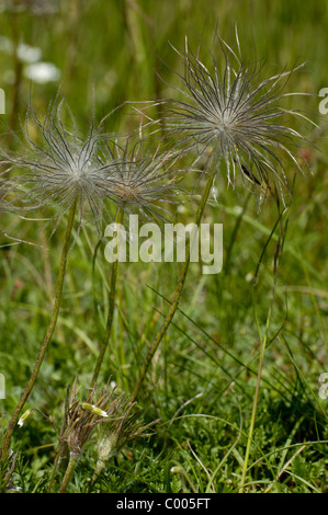 Gemeine Kuechenschelle, Pulsatilla Vulgaris, Gemeinsame Kuhschelle, Ostalbkreis, Baden-Württemberg, Deutschland, Deutschland Stockfoto