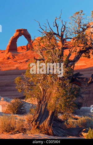 Ein Wacholder und Delicate Arch fangen das letzte Licht des Tages im Arches-Nationalpark, Utah, USA. Stockfoto