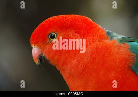 Männliche Australian King Papagei (Alisterus Scapularis) im Lamington National Park, Australien Stockfoto