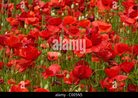 Klatschmohn, Bluete, Papaver Rhoeas, gemeinsamen Mohn Blüte, Texel, Holland, Niederlande Stockfoto