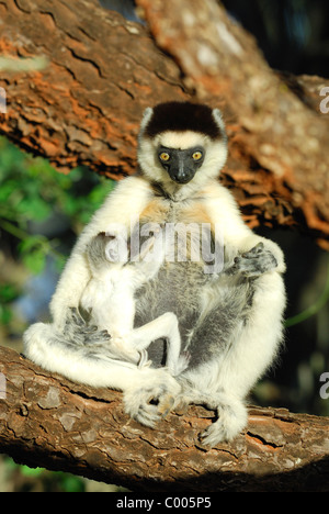 Müde Mutter Verreaux Sifaka (Propithecus Verreauxi) mit ihrem Baby, Madagaskar Stockfoto