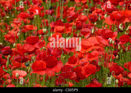 Klatschmohn, Bluete, Papaver Rhoeas, gemeinsamen Mohn Blüte, Texel, Holland, Niederlande Stockfoto