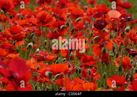 Klatschmohn, Bluete, Papaver Rhoeas, gemeinsamen Mohn Blüte, Texel, Holland, Niederlande Stockfoto