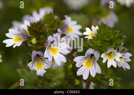 Gemeiner Augentrost, Euphrasia Rostkoviana, Augentrost, Texel, Holland, Niederlande Stockfoto