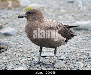 Braune subantarktischen Skua (Stercoraius Antarcticus Lonnbergi), Salisbury Plain, Süd-Georgien Stockfoto