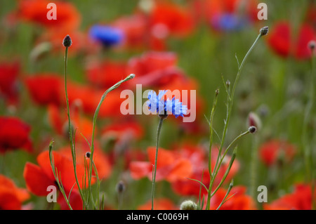 Klatschmohn, Kornblume, Papaver Rhoeas, Centaurea Cyanus, gemeinsamen Mohn, Kornblume, Texel, Holland, Niederlande Stockfoto