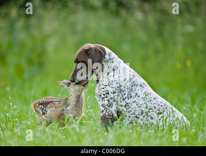 tierische Freundschaft: Reh Rehkitz und Deutscher Kurzhaariger Vorstehhund Hund Stockfoto