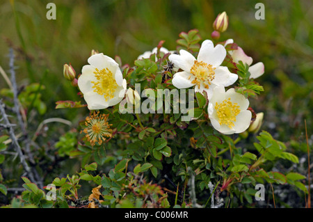 Duenenrose, Pimpinell-Rose, Rosa Pimpinellifolia, Burnet Rose, Insel Texel, Holland, Niederlande Stockfoto