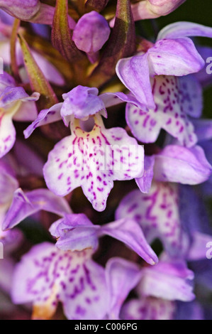 Fuchsknabenkraut, Dactylorhiza Fuchsii, Orchis Fuchsii, gemeinsame entdeckt Orchidee, Texel, Holland, Niederlande Stockfoto