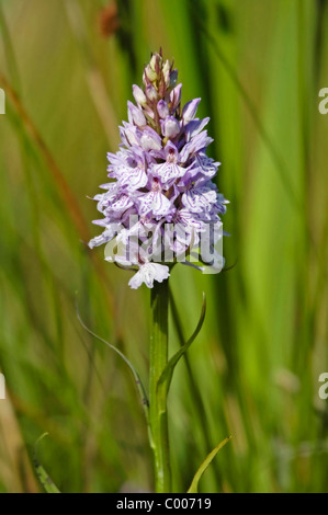 Fuchsknabenkraut, Dactylorhiza Fuchsii, Orchis Fuchsii, gemeinsame entdeckt Orchidee, Texel, Holland, Niederlande Stockfoto