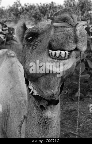 Kamel zeigt Zähne während in sitzender Position, Thar-Wüste, Staat Rajasthan, Indien Stockfoto