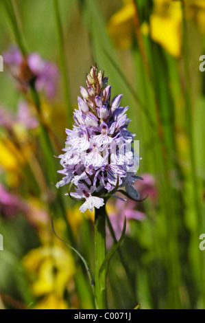 Fuchsknabenkraut, Dactylorhiza Fuchsii, Orchis Fuchsii, gemeinsame entdeckt Orchidee, Texel, Holland, Niederlande Stockfoto