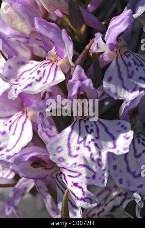 Fuchsknabenkraut, Dactylorhiza Fuchsii, Orchis Fuchsii, gemeinsame entdeckt Orchidee, Texel, Holland, Niederlande Stockfoto