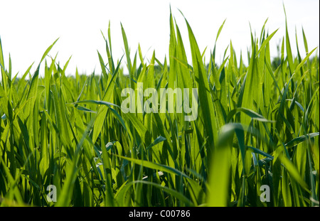 Green Grass Nahaufnahme Stockfoto