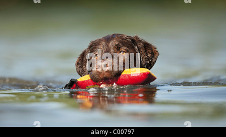 Labrador Retriever Hund im Wasser - Spielzeug abrufen Stockfoto