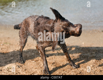 Labrador Retriever Hund - Wasser abschütteln Stockfoto