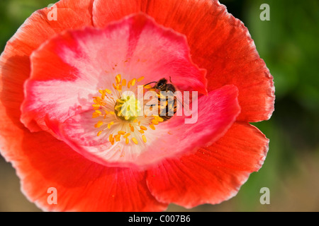 Biene im Mohnblume Stockfoto