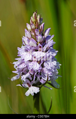 Fuchsknabenkraut, Dactylorhiza Fuchsii, Orchis Fuchsii, gemeinsame entdeckt Orchidee, Texel, Holland, Niederlande Stockfoto