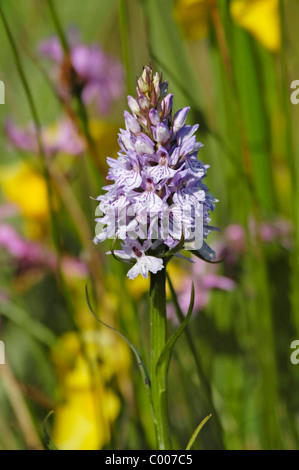 Fuchsknabenkraut, Dactylorhiza Fuchsii, Orchis Fuchsii, gemeinsame entdeckt Orchidee, Texel, Holland, Niederlande Stockfoto